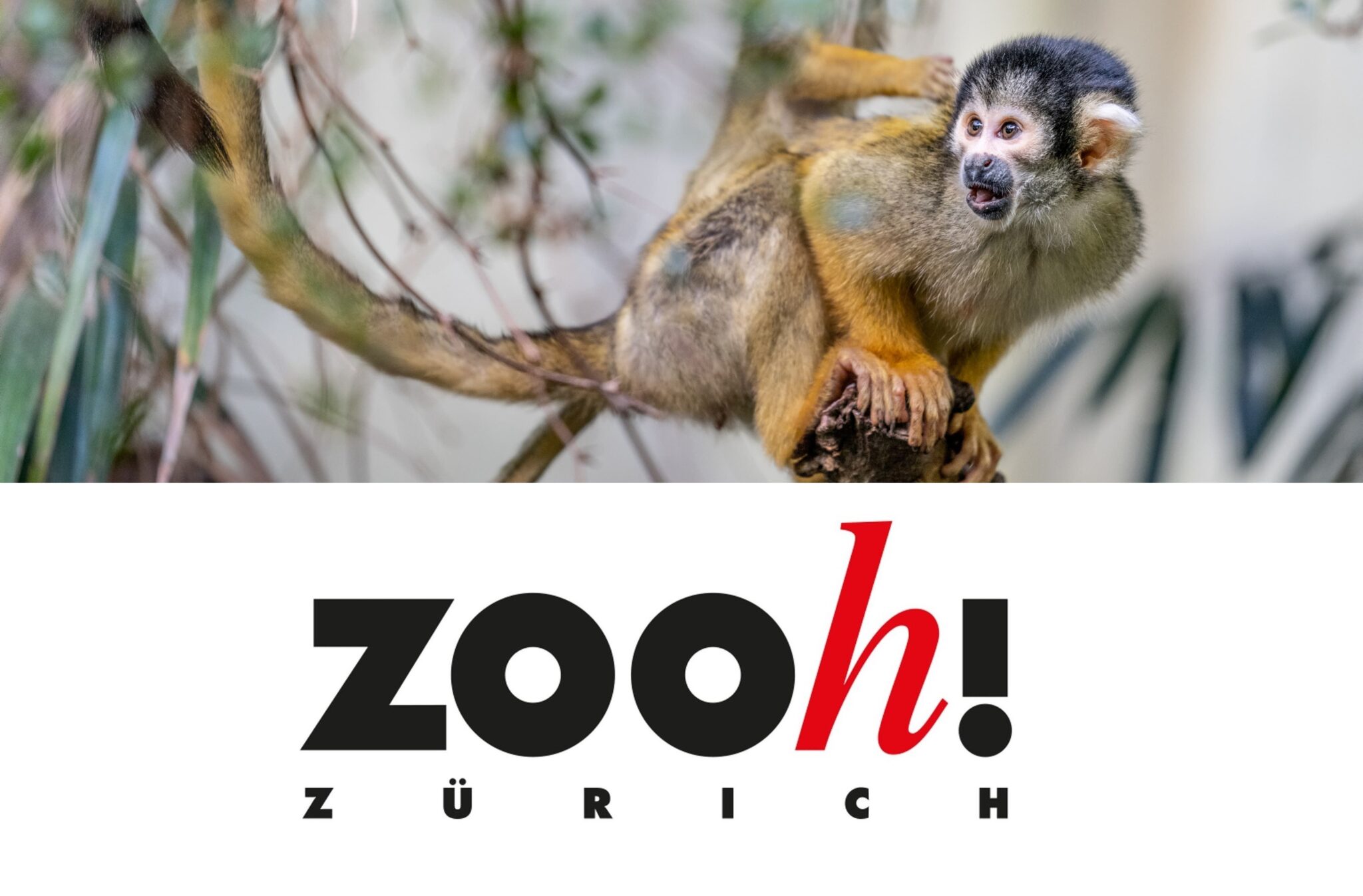 Zoo Zürich • Vitasana Baugenossenschaft